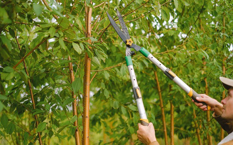 Tree trimming in Hampton, IA